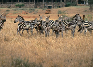 Uganda to Hire Three Foreign Firms to Promote Tourism