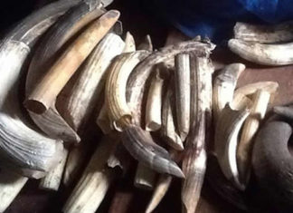 Conservationists want more strict laws on illegal trade of wildlife