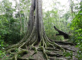 Uganda Government to buy off Mabira Forest Dwellers