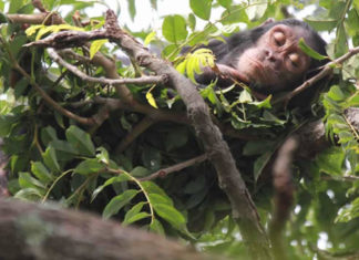 Scientists Find out that Chimpanzees Have Much Cleaner Beds Than Humans Do