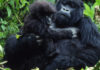 Mountain gorilla population rises above 1000
