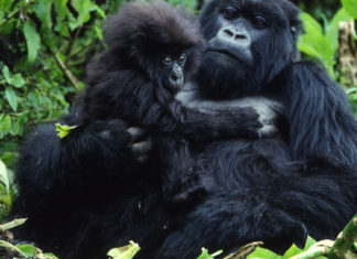 Mountain gorilla population rises above 1000