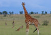 A New Birth of a Giraffe in Lake Mburo National Park