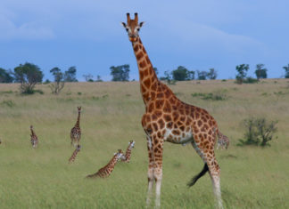 A New Birth of a Giraffe in Lake Mburo National Park
