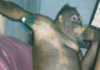 Orangutan Used as a Sex Machine