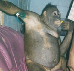 Orangutan Used as a Sex Machine