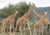 Giraffes Listed Endangered Species Under Threat of Extinction