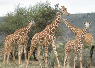 Giraffes Listed Endangered Species Under Threat of Extinction