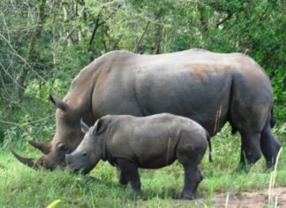 Uganda Government To Reintroduce Extinct Wildlife Species reintroduction of extinct species uganda