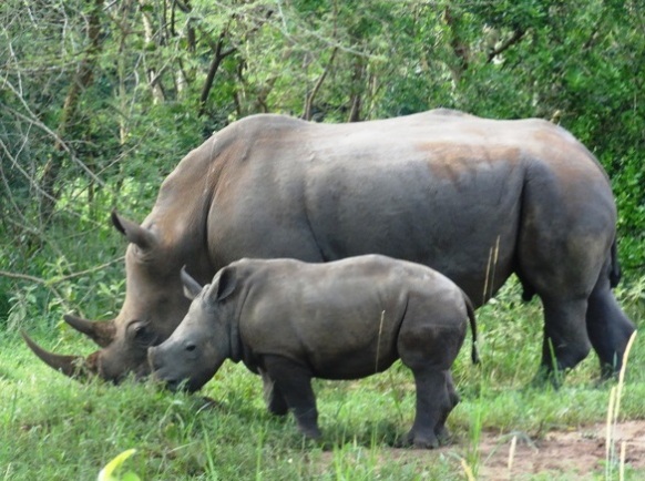 reintroduction of extinct species uganda
