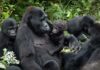 Uganda to Increase Gorilla Permit Rates uganda gorilla permits rates increase