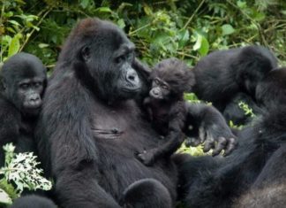 Uganda to Increase Gorilla Permit Rates uganda gorilla permits rates increase