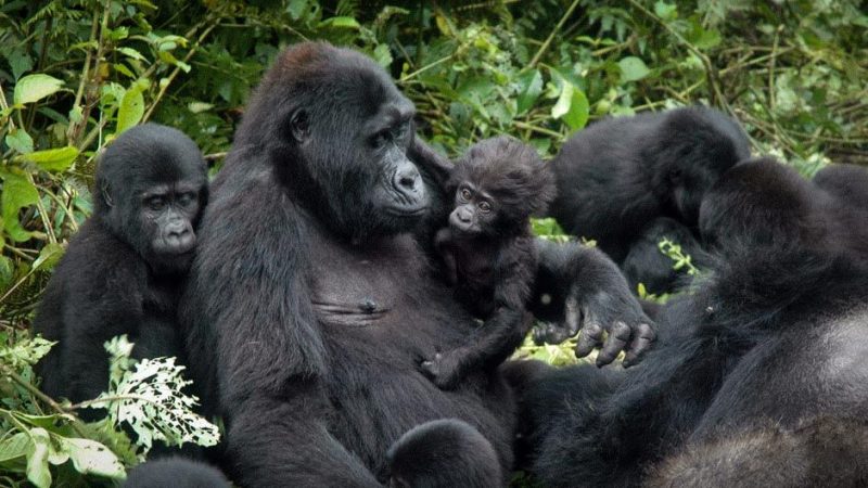 uganda gorilla permits rates increase