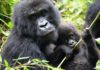 Gorillas Now The Biggest Forex Earner For Uganda! gorillas-top-forex-earner-Uganda
