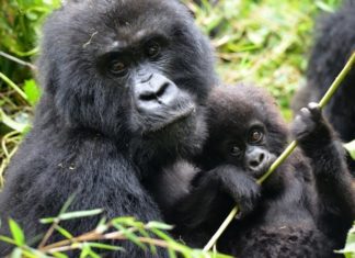 Gorillas Now The Biggest Forex Earner For Uganda! gorillas-top-forex-earner-Uganda