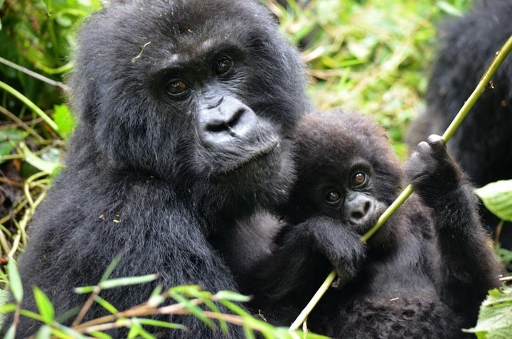 gorillas-top-forex-earner-Uganda