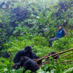 David Luiz tracks gorillas