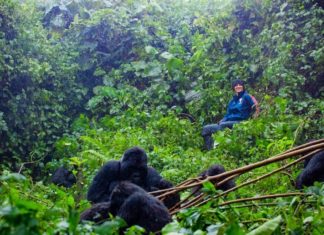 Arsenal’s David Luiz Tracks Gorillas David Luiz tracks gorillas