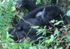 Bwindi’s Mubare Gorilla Family Welcomes New Baby! Mubare Gorilla Group gets a new baby