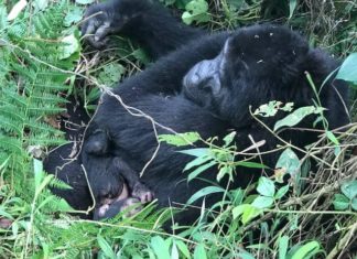 Bwindi’s Mubare Gorilla Family Welcomes New Baby! Mubare Gorilla Group gets a new baby