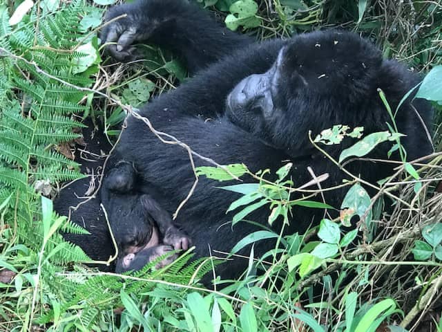 Mubare Gorilla Group gets a new baby