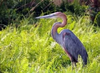 Uganda Tourism Board Launches a Project to Promote Birding Uganda birding