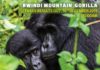 Gorilla census Result in Bwindi soon out