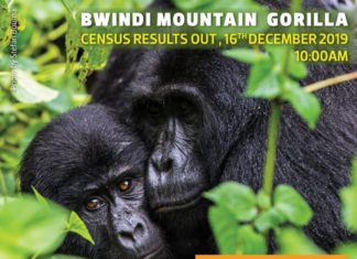 Gorilla census Result in Bwindi soon out