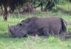 Rhino conservation in Uganda Bettering