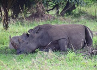 Rhino conservation in Uganda Bettering