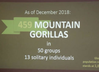 Bwindi Gorilla Census Results Released! bwind gorilla census results