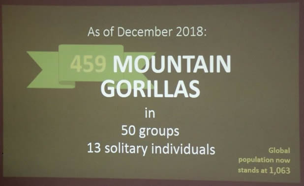 bwind gorilla census results