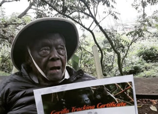 Former Kenya Attorney Tracks Gorillas