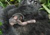 Mishaya Gorilla Family Gets a New Member