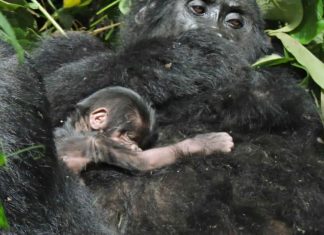 Mishaya Gorilla Family Gets a New Member