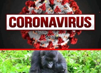 Tourism to be Hard Hit by Coronavirus