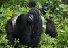 Uganda Suspends Primate Tourism Due to Coronavirus primate tourism suspended coronavirus Uganda