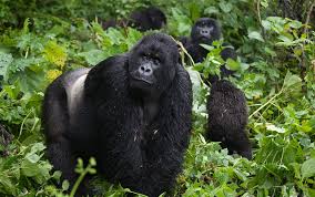 primate tourism suspended coronavirus Uganda