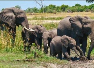 Uganda To Count Losses in Tourism Revenue Worth Shs 20 Billion Uganda to lose tourism revenue