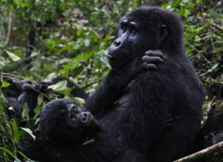 UWA Comes up With Incentives to Boost Tourism