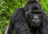 Nkuringo Gorilla Family Stabilizes With a New Leader