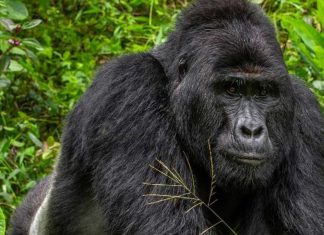 Nkuringo Gorilla Family Stabilizes With a New Leader