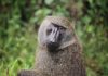 Infant Killed by Baboon in Murchison Falls National Park