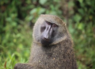 Infant Killed by Baboon in Murchison Falls National Park