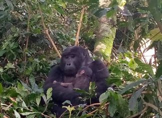 Another Baby Gorilla Birth in Bwindi! new baby gorilla in Bwindi