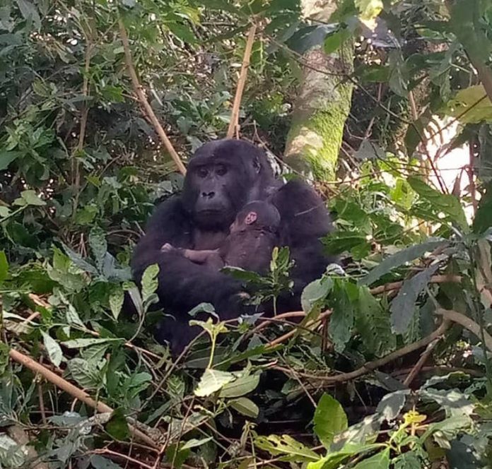 new baby gorilla in Bwindi