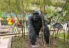 Wildlife Monuments Installed in Kampala to Promote Tourism gorilla statue