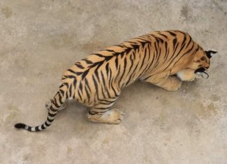 Tigers brought to Entebbe zoo Tiger at UWEC