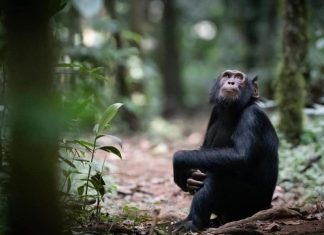 What to visit on a Self Drive in Entebbe