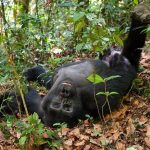 Gorilla waving